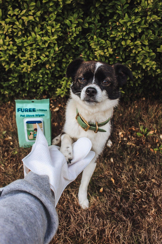 Pet Glove Wipes - Dealslust