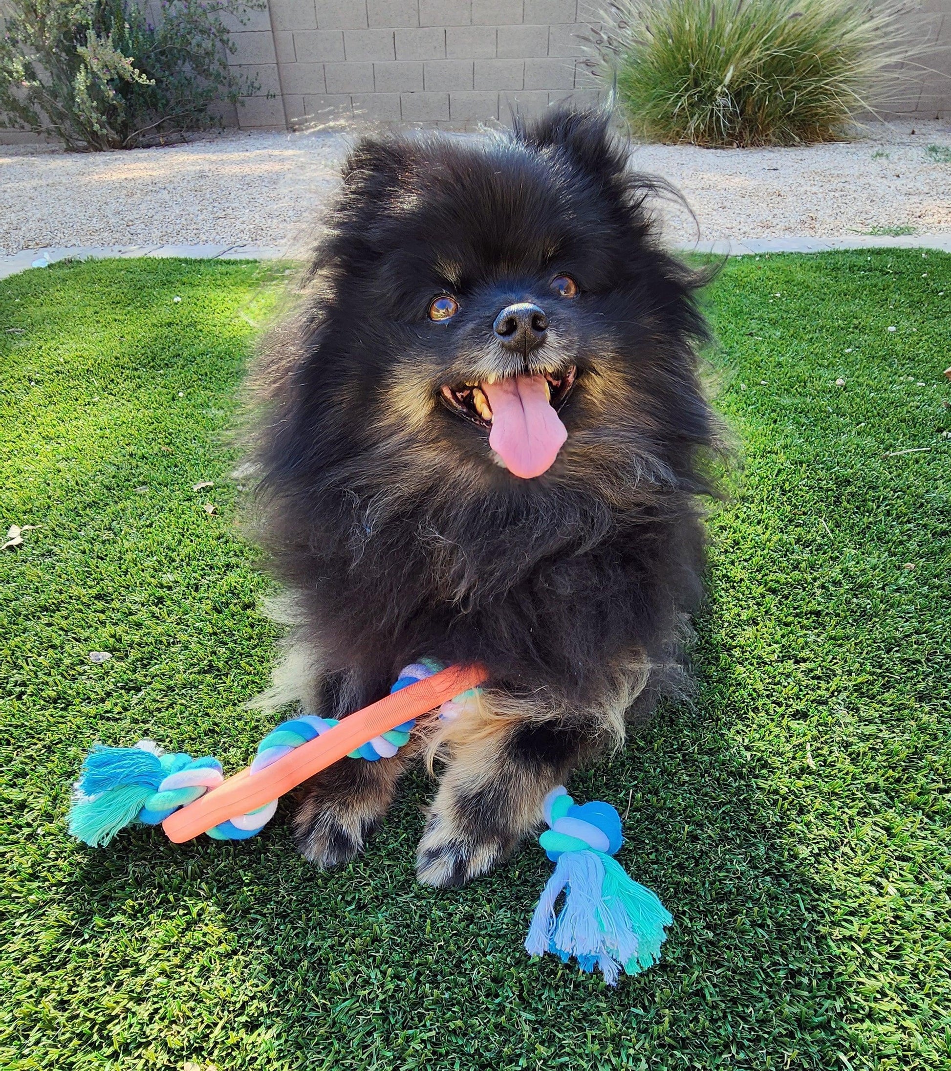 Rubber Bone Dog Chew Toy with Tug Rope -- Great for Active Dogs - Dealslust